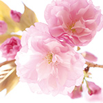 八重桜ティーの香り